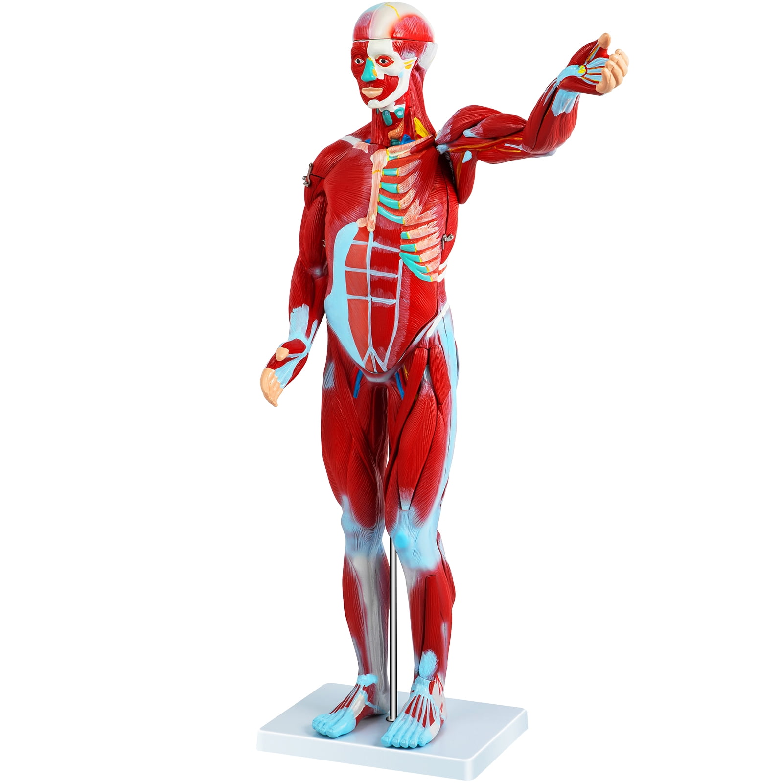 VEVOR Human Muscular Figure, 27 Parts Muscular Anatomy Model, Half Life Size Human Muscle and Organ Model, Muscle Model with Stand, Muscular System Model with Detachable Organs, for Medical Learning image