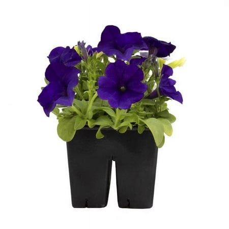 Expert Gardener 4PK Dark Blue Petunia Live Plant