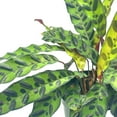 thumbnail image 3 of Rattlesnake Calathea Lancifolia, 6 inch Pot,, 3 of 9