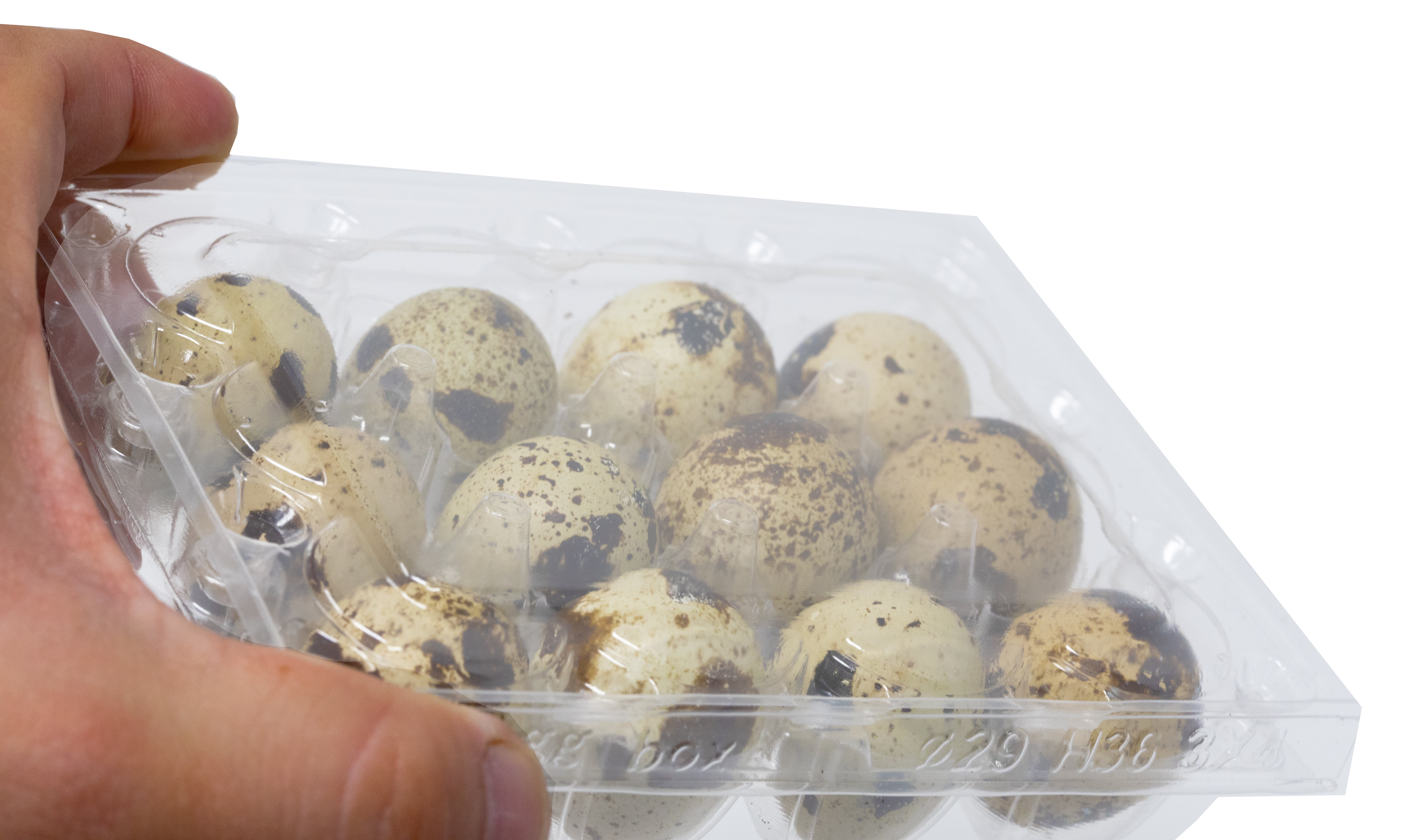 Pack of 50 Bulk Carton for Dozens Each Holds 12 Quail Eggs Quail Egg Cartons