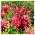 thumbnail image 3 of Everwilde Farms - 250 Red Bee Balm Native Wildflower Seeds - Gold Vault Seed Packet, 3 of 5