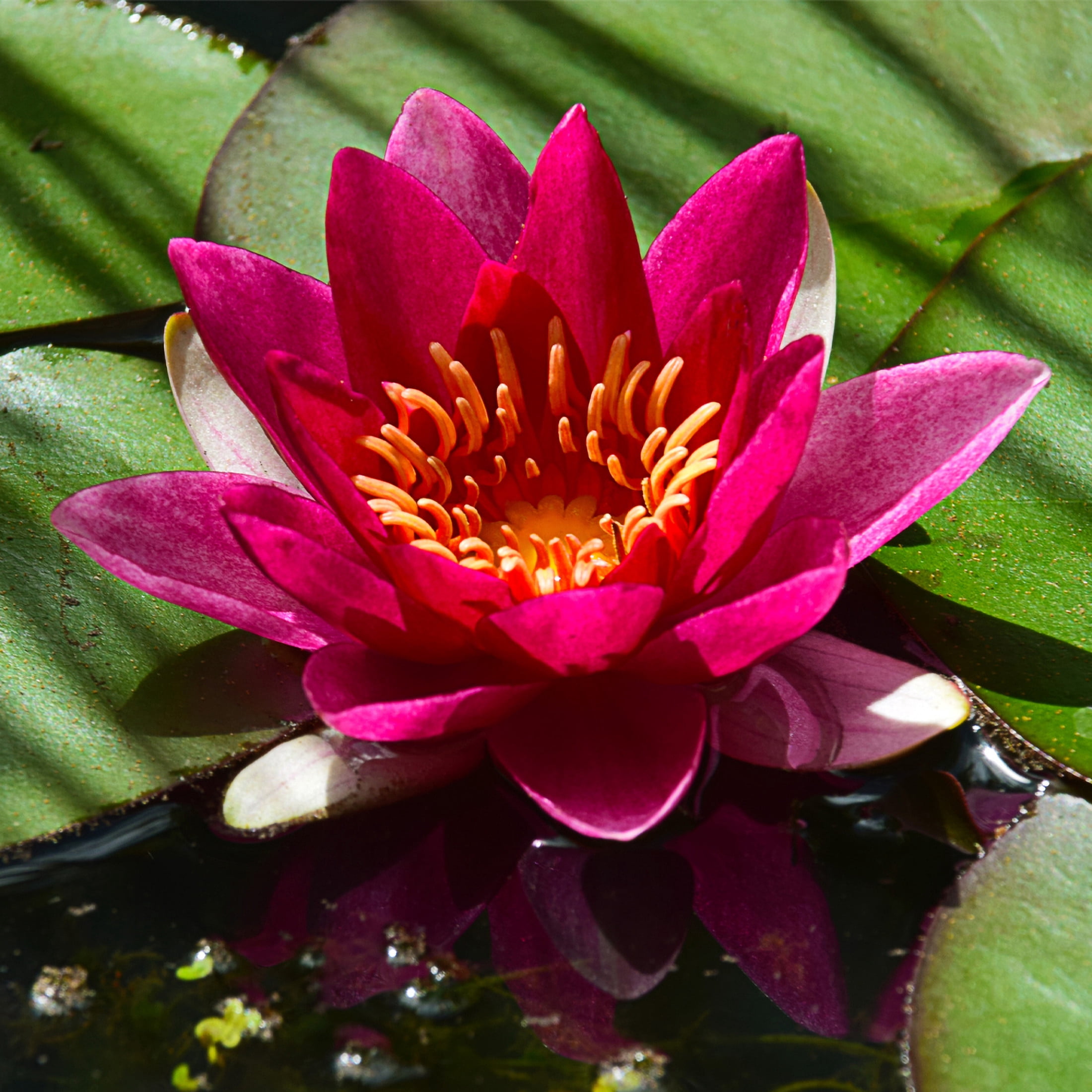 AquaMeadow Red Hardy Water Lily