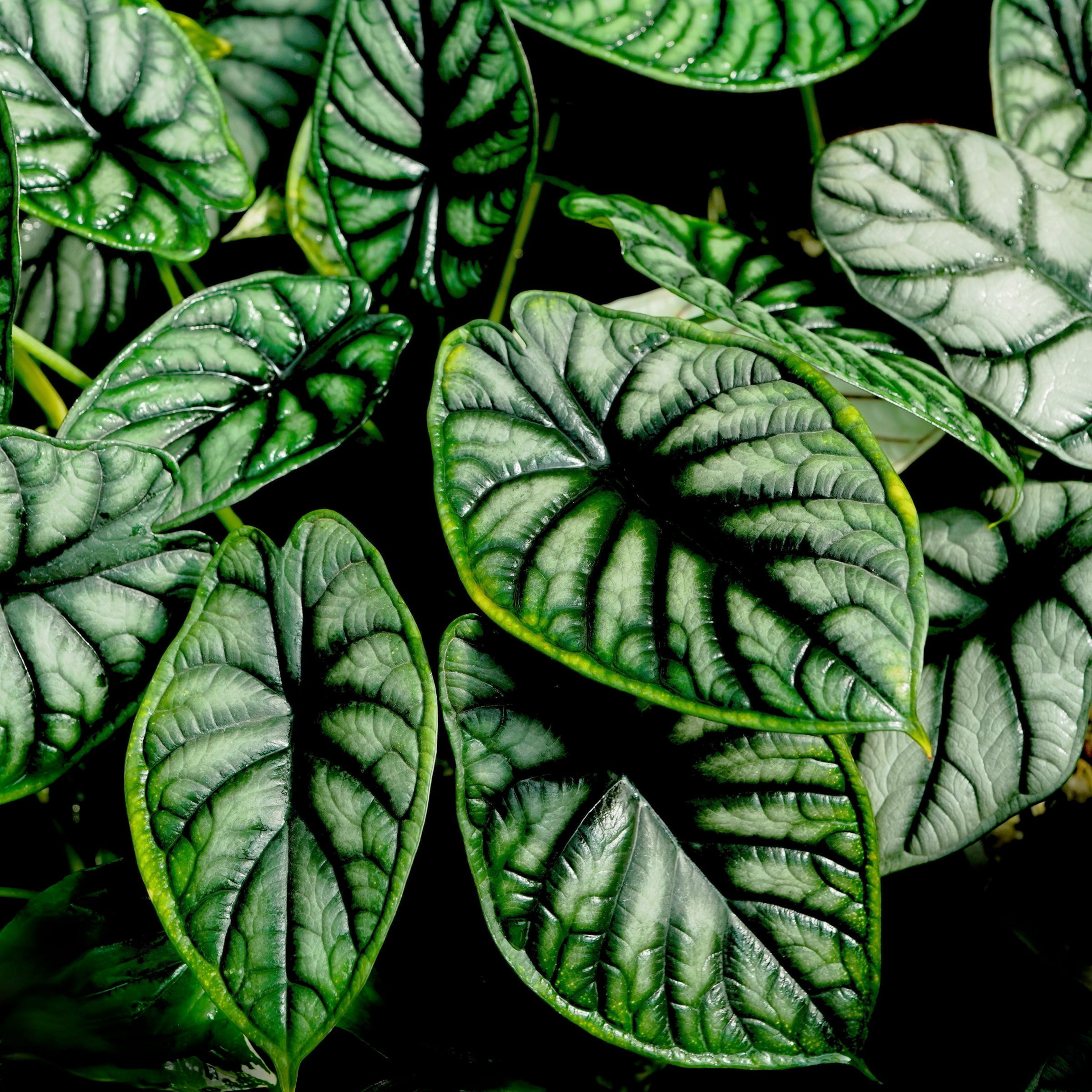 6 in. Alocasia Dragon Scale Plant in Grower Container