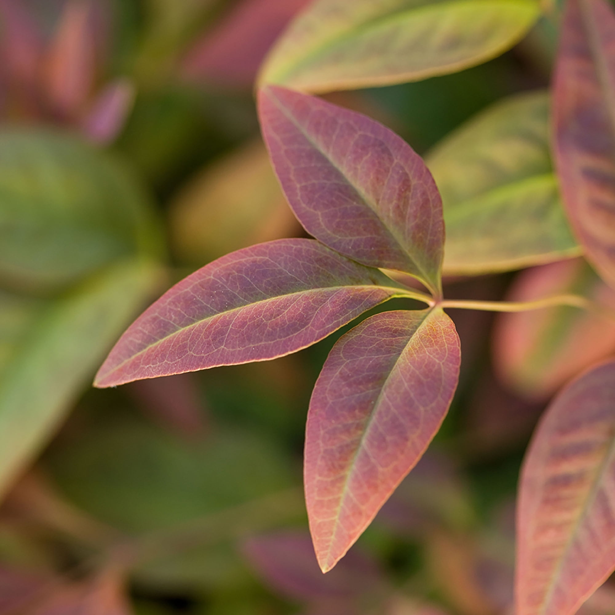 Southern Living Blush Pink Nandina Live Shrub in 2-Gallon Grower Pot