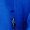 Royal Blue, variant on Result Genuine Recycled Mens Softshell Printable Jacket