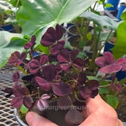 Trifolium Lucky Clover, Coco Mint, Shamrock Clover - Pot Size: 3in (2.6x3.5in) - House Plants