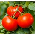 thumbnail image 4 of Earthcare Seeds - Tomato Big Beef 25 Seeds - Indeterminate Beefsteak (Solanum Lycopersicum) Heirloom - Open Pollinated, 4 of 7