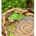 thumbnail image 5 of Plow & Hearth Succulent Bird Nest Tree Stump Birdbath, 5 of 5
