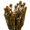 thumbnail image 2 of Vickerman 12" Autumn Tortum Bundle, 2 per pack, Preserved, 2 of 2