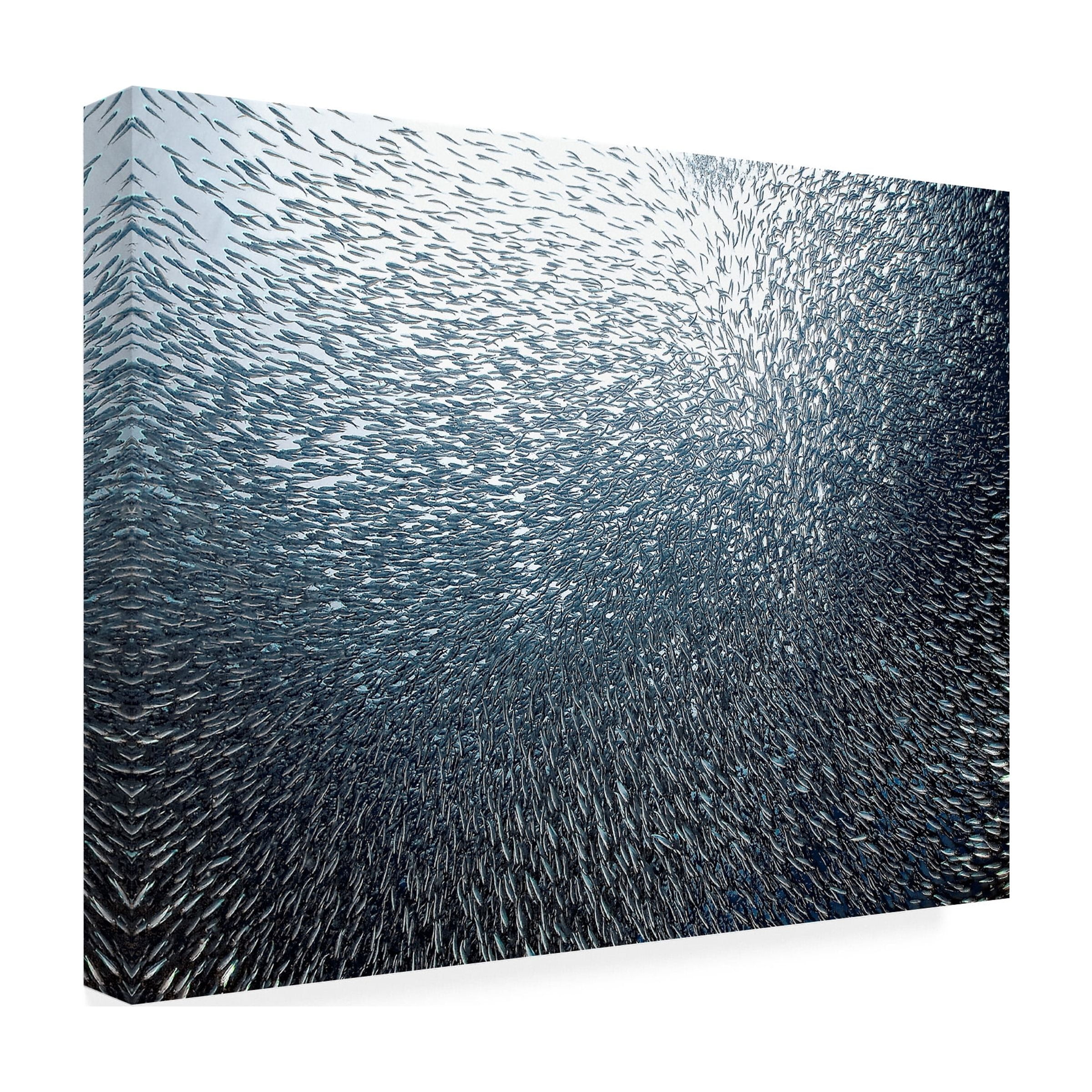 Henry Jager 'Sardines Firework' Canvas Art