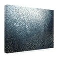 thumbnail image 4 of Henry Jager 'Sardines Firework' Canvas Art, 4 of 4