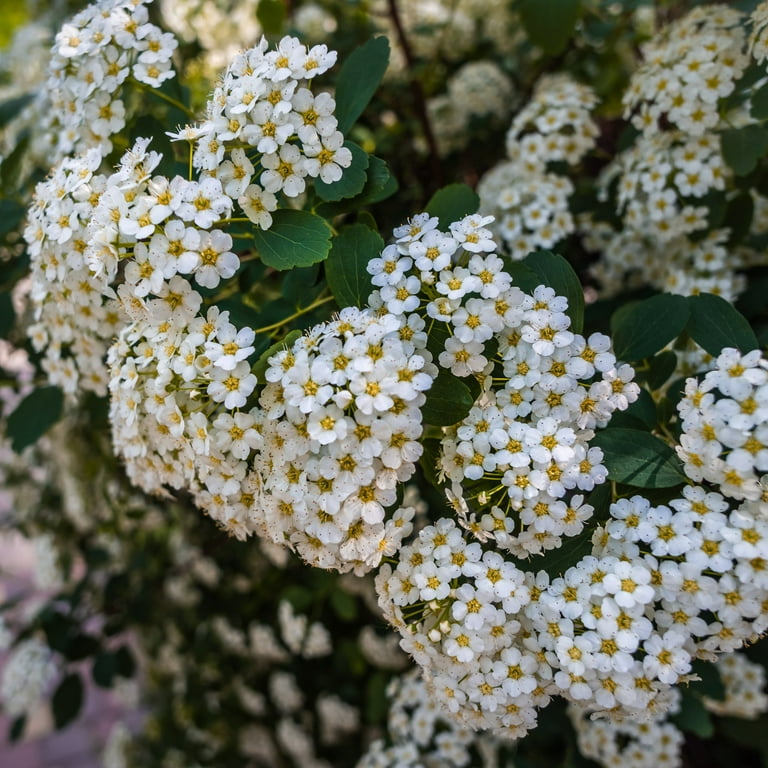 Live Shrub 3 gal Spirea 'Reeves' with Full Sunlight - Walmart.com