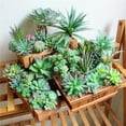 thumbnail image 3 of Coofit Artificial Succulent Fashion Decorative Mini Artificial Plant Faux Succulent, 3 of 6