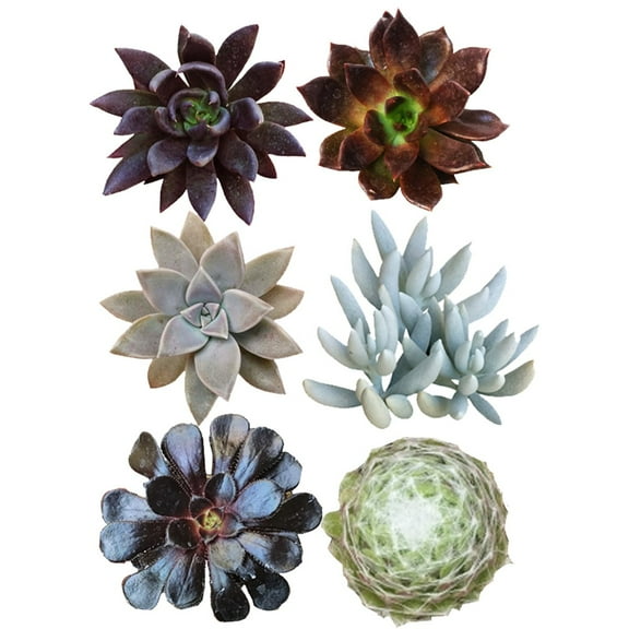 Halloween Spooky Succulent Pack - 2 Succulents