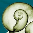 thumbnail image 3 of Koetsier, Albert 12x12 Black Modern Framed Museum Art Print Titled - Moon Snail, 3 of 5