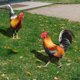 thumbnail image 3 of 2 estacas para gallinas de césped, letrero de jardín, simulación de gallinas, arte de gallineros, estaca pequeña para pollitos., 3 of 6