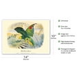thumbnail image 2 of Yellow-Crowned Amazon Parrot (Amazona ochrocephala) - Vintage Bird Illustration by Édouard Traviès c.1857 - Master Art Print 10in x 14in, 2 of 4