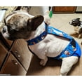 thumbnail image 6 of Barkertime Sweet Baby Spoiled Rotten on Royal Blue Escape-Proof Premium Waterproof Dog Diaper Overall - Made in USA, 6 of 8