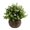 Green-C, variant on Eucalyptus Milan Flower Pot Simulation Flower,Artificial Pot Flowers Small Plants Potted Plants for House Tabletop Decoration Green Plant Pot Plant with Hemispherical Pulp Bonsai