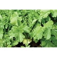 thumbnail image 5 of Evolved Harvest Rack'M Radish Pro Flavour Food Plot S??d with Biostimulant Coating - High-Protein & Nutrients Forage for Deer, 5 of 5