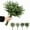 Silver, variant on 12pcs Eucalyptus Stems Bulk Faux Silver Dollar Eucalyptus Leaves Plant Branches Artificial Greenery Stems for Flower Arrangements Home Decor Indoor DIY Bouquets Floral Arrangement Wedding Home Decor