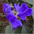 thumbnail image 5 of Canna,  Low Maintenance -Excellent Display, Easy Grow - Ideal for Beds Borders, Plant Pots & Planters., 5 of 5