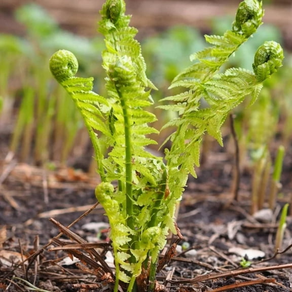 5 Ostrich Fern Rhizomes Plant Live, Fern Plant for Outdoor Planting, 3-6 Inch