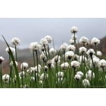 25 TAWNY COTTONGRASS Flower Seeds Eriophorum Virginicum Hare's Tail Cotton Grass Seeds