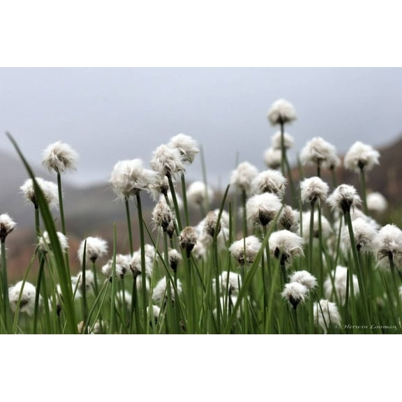 25 TAWNY COTTONGRASS Flower Seeds Eriophorum Virginicum Hare's Tail Cotton Grass Seeds