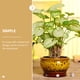 thumbnail image 3 of 5 macetas pequeñas para suculentas, cactus y flores., 3 of 5