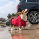 thumbnail image 4 of Chubasquero ajustable para perros pequeños y medianos, chaqueta de tela transpirable con capucha para clima frío, compatible con arnés y bolsillo trasero elegante, 4 of 6