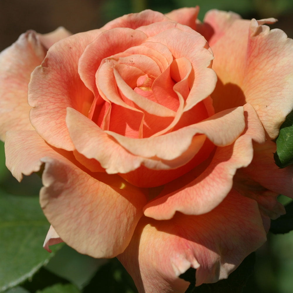 Heirloom Roses - Fragrant Dream Hybrid Tea Rose Plant - Live Fragrant Plants