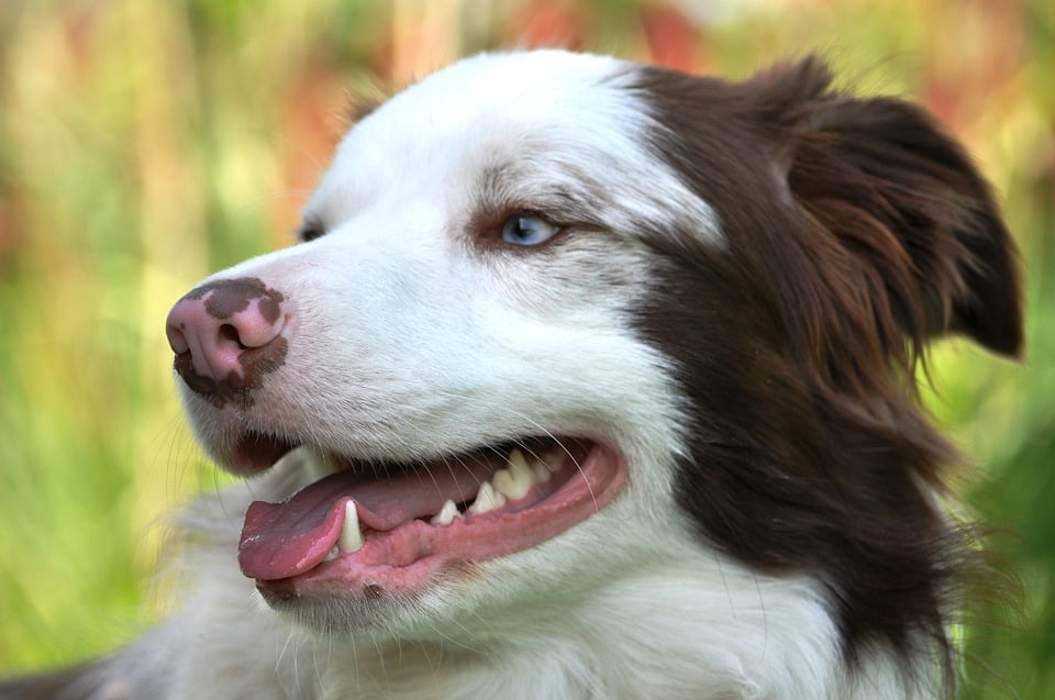 border collie muzzle