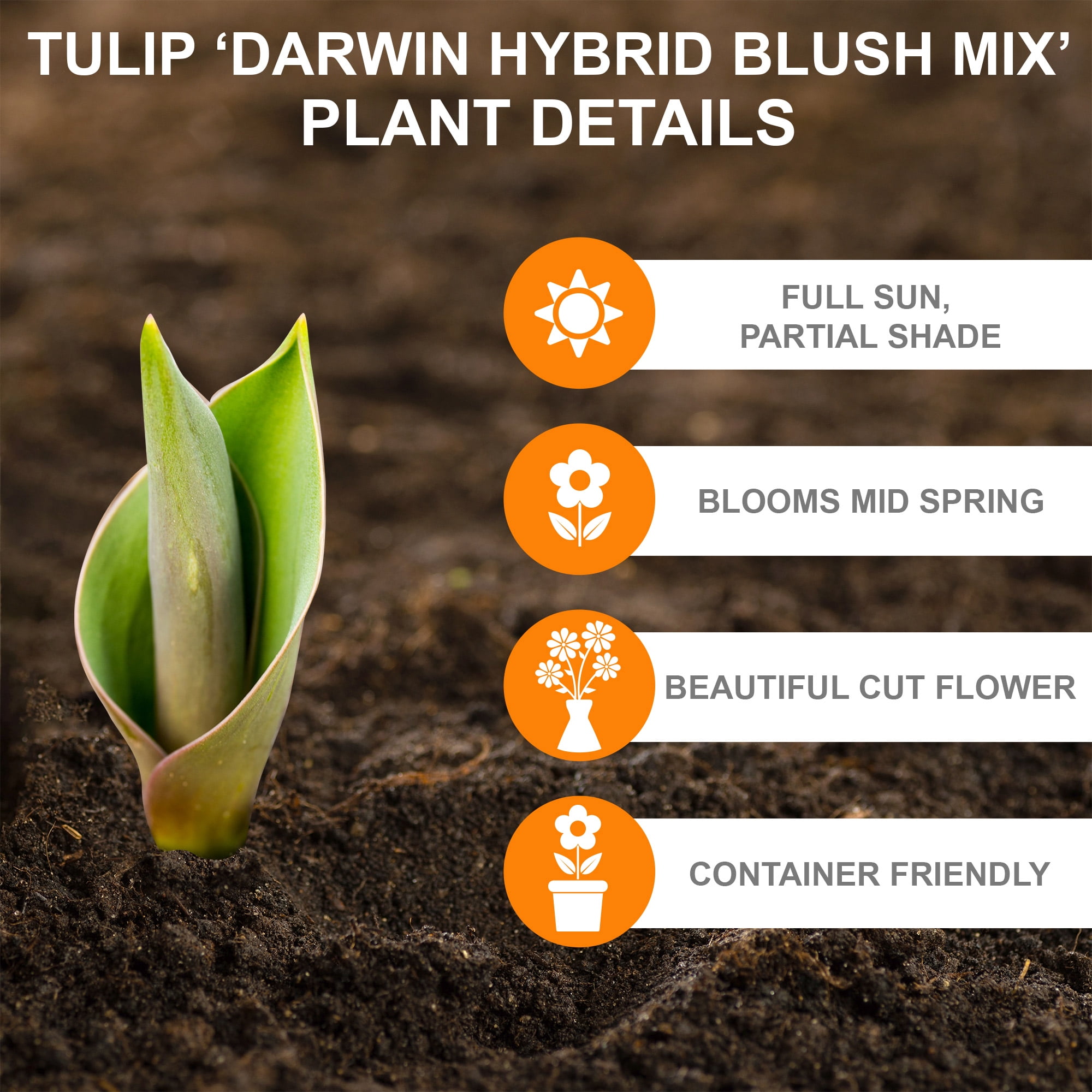 Garden State Bulb Darwin Hybrid Blush Mix Tulip Flower Bulbs, 12/+ cm (Bag of 50)