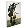 thumbnail image 3 of Trademark Fine Art John James Audubon Black-Billed Darter Canvas Wall Art - 22x32, 3 of 4