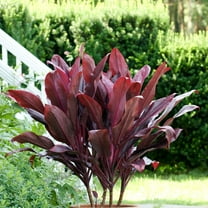 RedCrocus Cordyline Fruticosa Auntie Low Indoor Tropical Plant - Evergreen Foliage, Pet-Friendly, Easy Care, Container & Garden  10" Pot