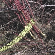 Shrub/Clump Grubber