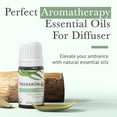 thumbnail image 3 of Pranarom Provence Cypress Organic Essential Oil Diffusion Blend, 3 of 7
