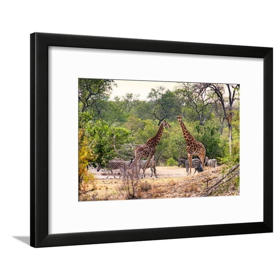 Awesome South Africa Collection Giraffes and Burchells Zebra, Animals Framed Art Print Wall Art by Philippe Hugonnard Sold by Art.Com