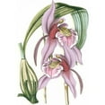 thumbnail image 3 of Vision Studio 18x24 Black Modern Framed Museum Art Print Titled - Lilac Orchid III, 3 of 5