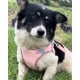 thumbnail image 3 of Dog Harness for Small Medium Dogs No Pull, Cat Harness and Leash Set, Puppy Harness for Small Dogs, Step in Harness for Small Dogs, Small Dog Harness, mesh Dog Harness (Pink, M), 3 of 8