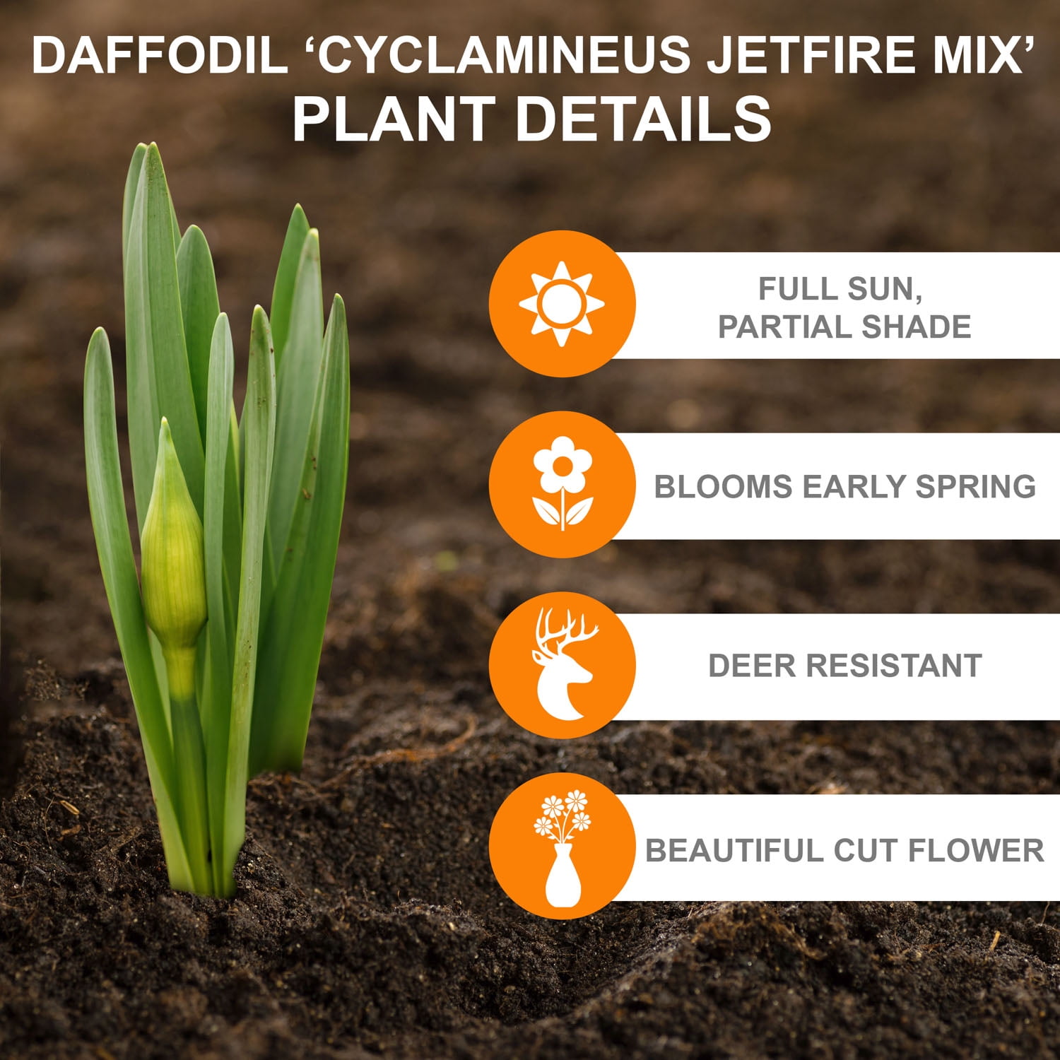 Garden State Bulb Narcissus Cyclamineus Jetfire Mix Daffodil Flower Bulbs, 12/14cm (Bag of 50)