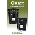 thumbnail image 2 of Podocarpus Macrophyllus, Durable Japanese Yew Shrub, Quart Pot, 2 of 4