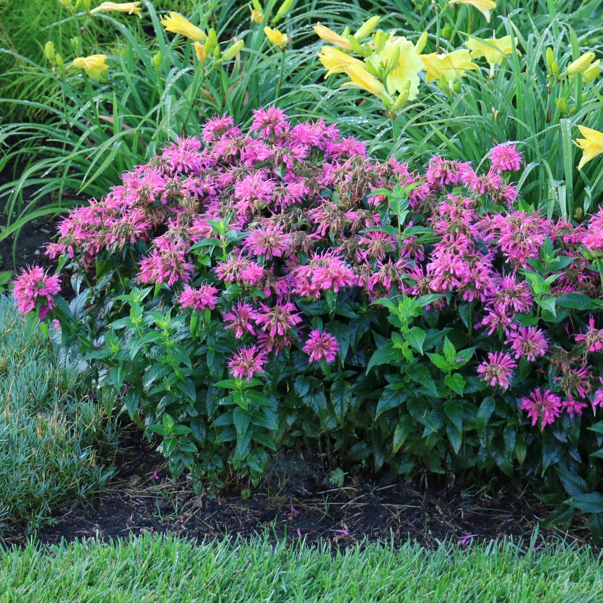 3.25 in. Monarda Bee-Mine Pink Beebalm Plant (3-Pack)