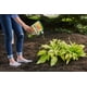 thumbnail image 5 of Insecticida Ortho Bug-Geta Snail & Slug Killer2, 5 of 7