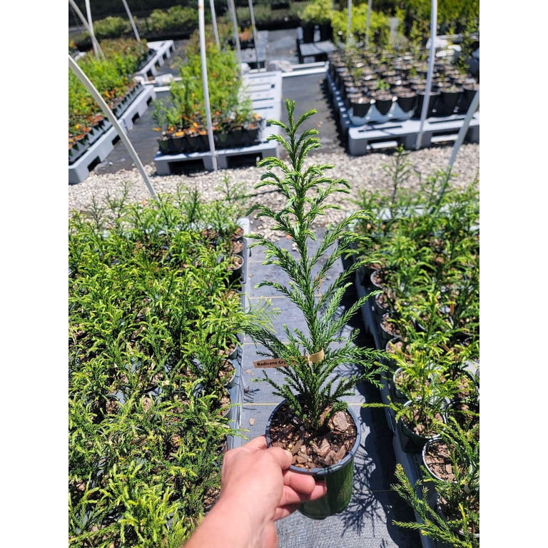 Radicans Cryptomeria ( Japanese Cedar ) - Live Plant ( 1 QT Radicans Cryptomeria ( Japanese Cedar ) - Live Plant ( 1 QT