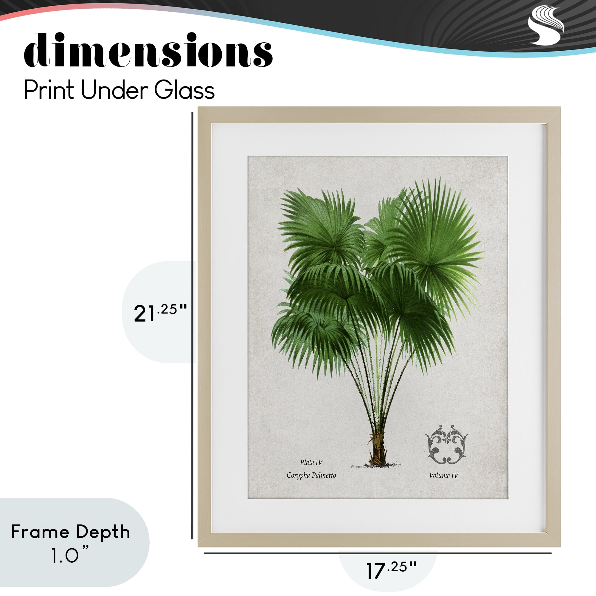 Stupell Industries Fan Palm Vintage Study Birch Framed Print Under Glass, design by Val Rhodes