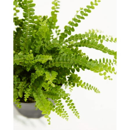 Lemon Button Fern Live Plant for Indoor in 2 Inch Pot, House Plant Decor for Living Room