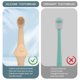 thumbnail image 4 of Kit Cepillos Dentales Mascotas Pack 4 Unidades Cerdas Suaves para Cuidado Bucal, 4 of 7