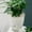 B, variant on Self Watering Planter African Violet Pots Clear Automatic Watering Planter Flower Pot Square Pot For All Succulents Small Ceramic Flower